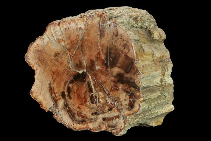 Wide Petrified Wood (Araucaria) Limb - Madagascar #167204
